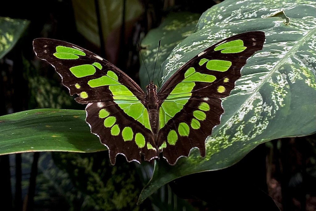 Jardín Escultórico de Edward James