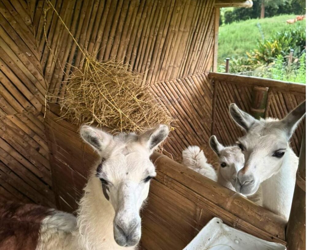 Ecohotel Santa Bárbara: El encanto de hospedarse en el Eje Cafetero